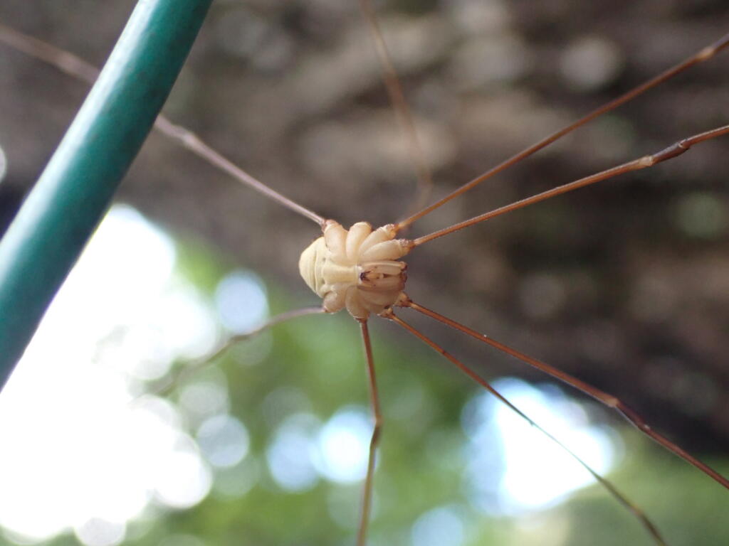 ザトウムシ