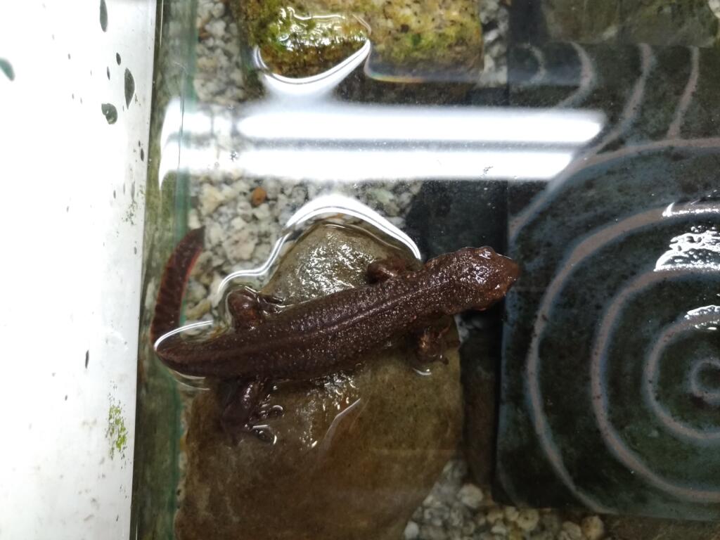 アカハライモリ