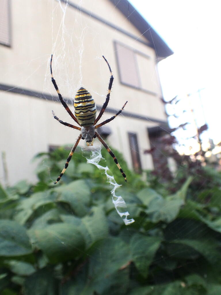 ナガコガネグモ