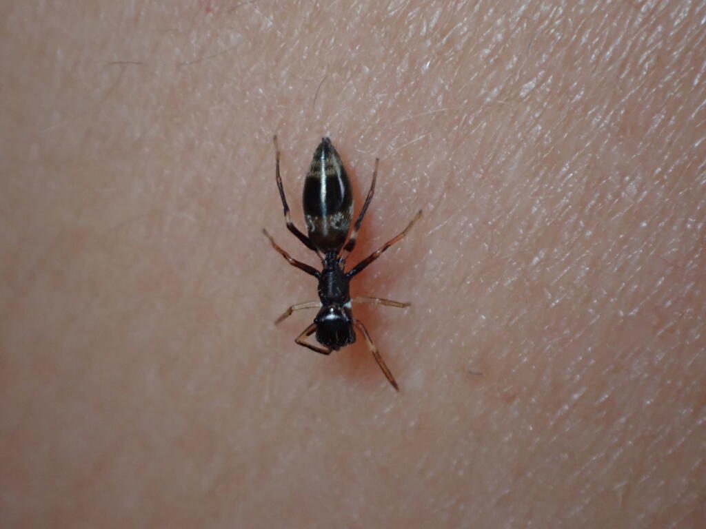 アリグモ