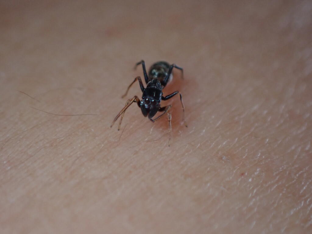 アリグモ
