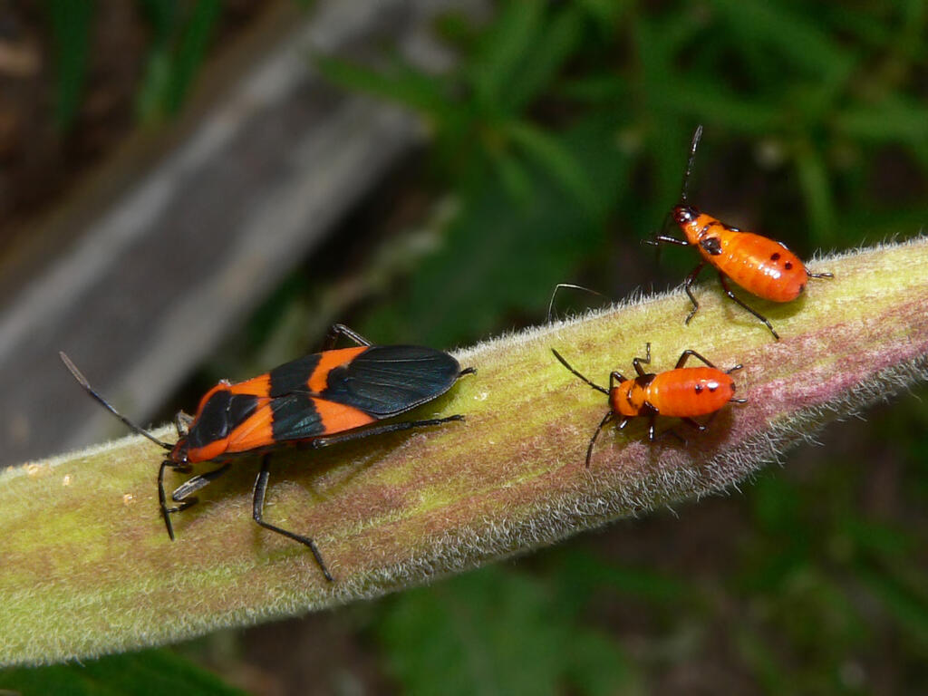 Oncopeltus fasciatus