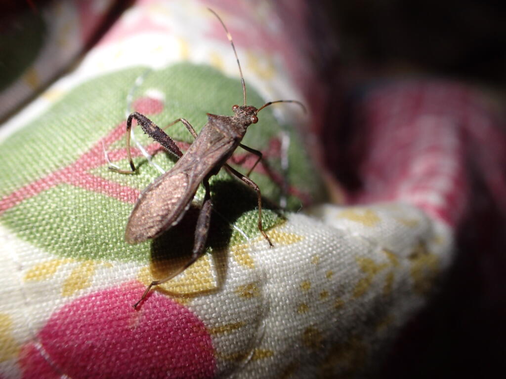 ホソヘリカメムシ