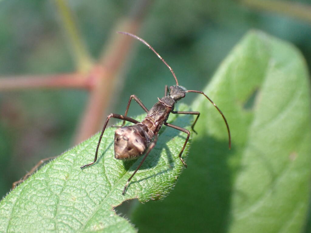 ホソヘリカメムシ