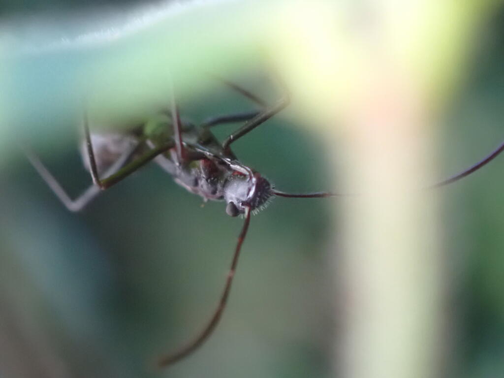 ホソヘリカメムシ