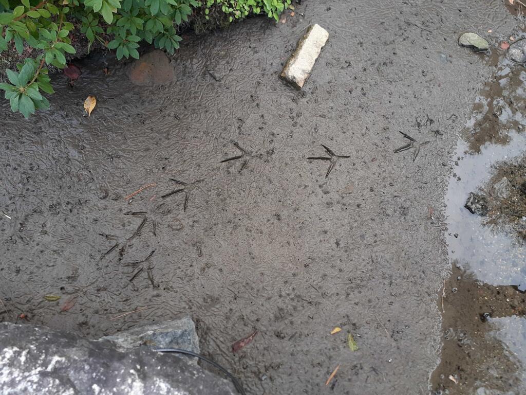 足跡
