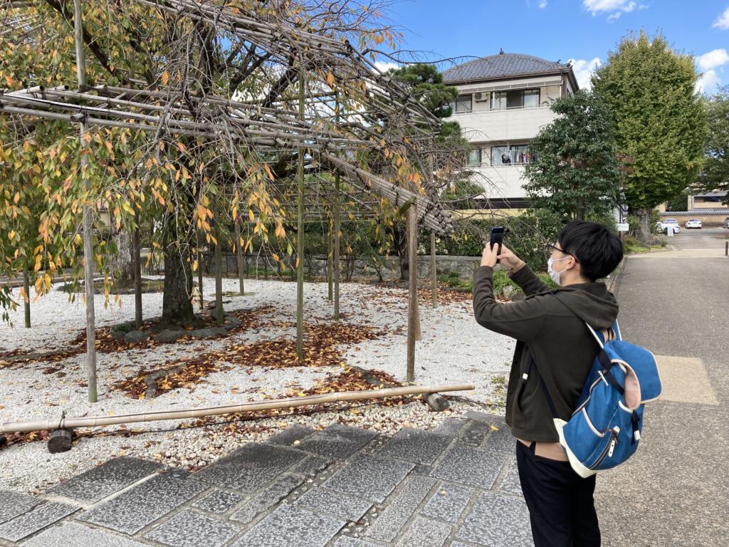 シダレザクラ