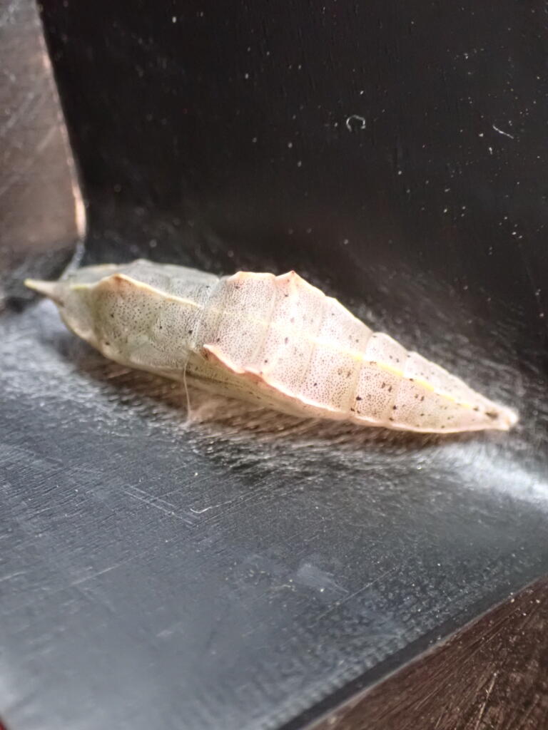 モンシロチョウの蛹