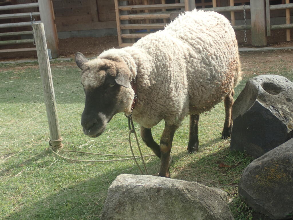 サフォーク