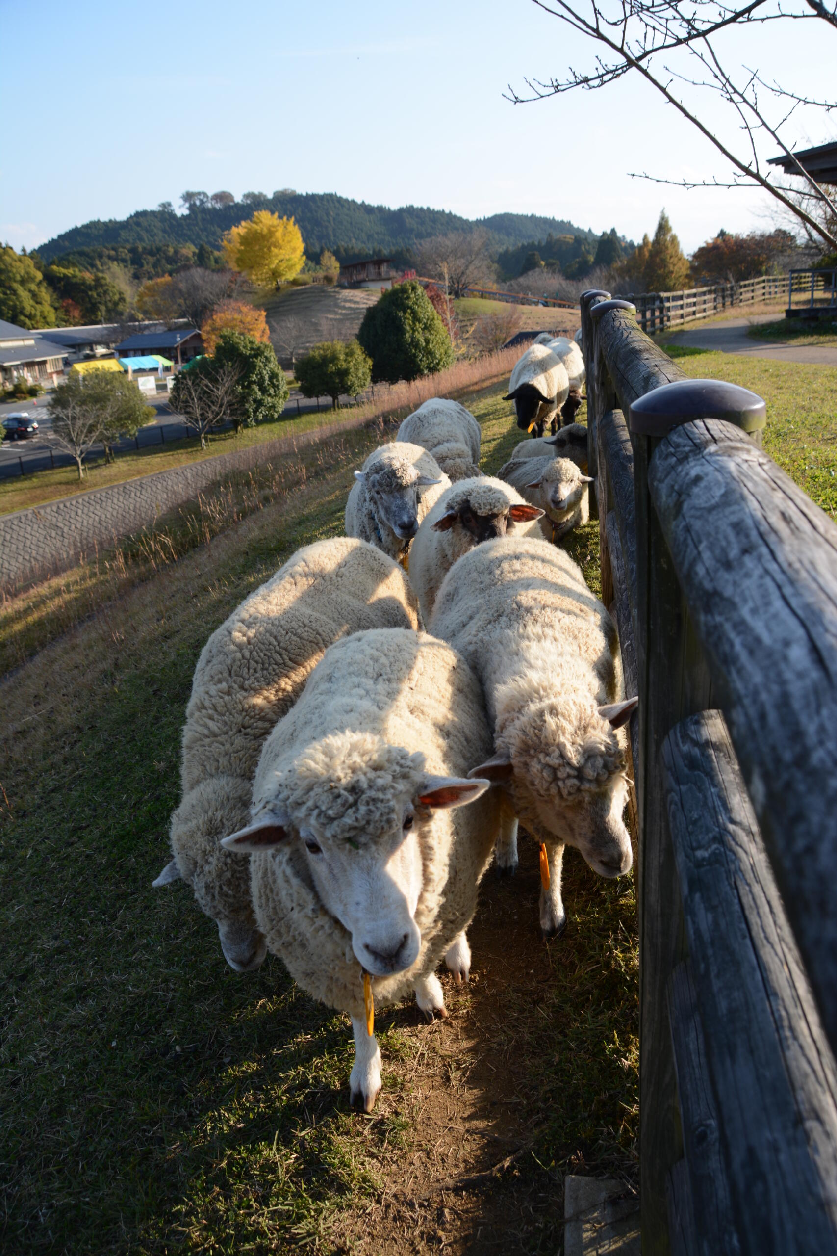 ヒツジ