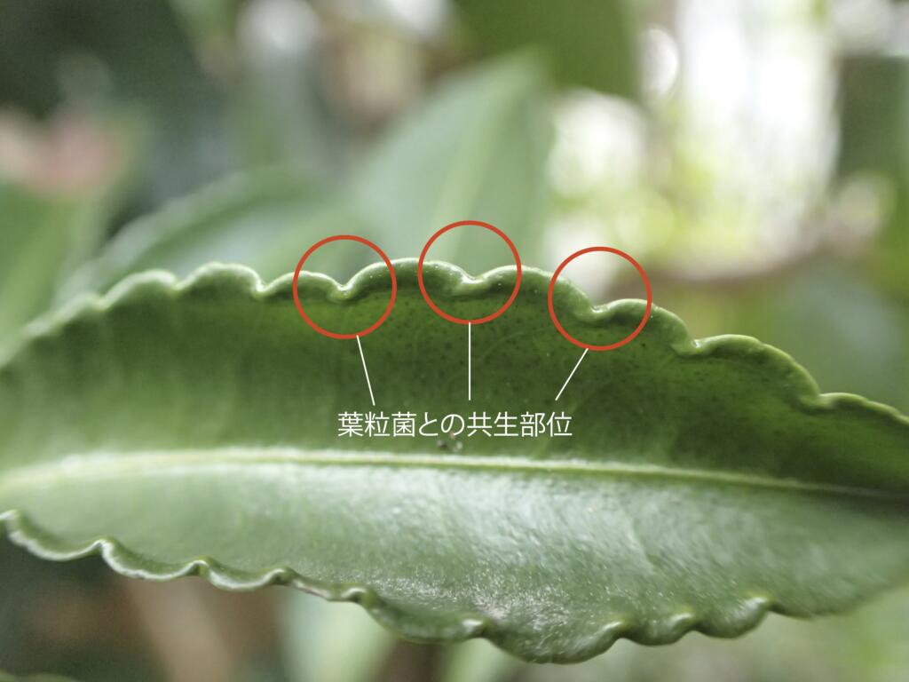 マンリョウの葉粒菌