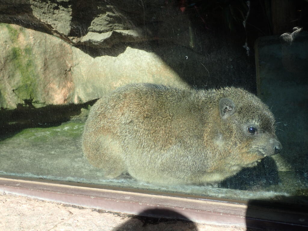 ケープハイラックス