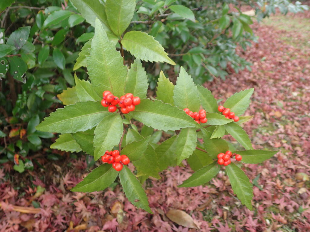 センリョウ
