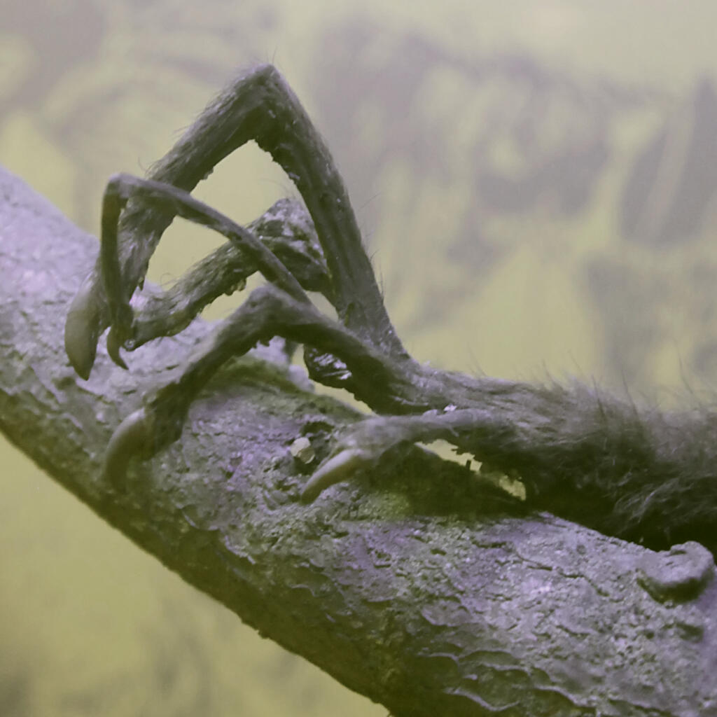 Aye-Aye_Daubentonia_madagascariensis_in_Copenhagen_(Left_Hand)