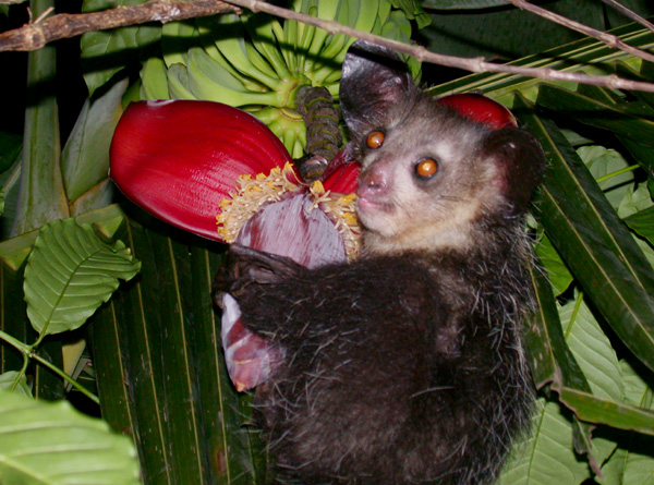Ksukol ocasatý (Daubentonia madagascariensis)