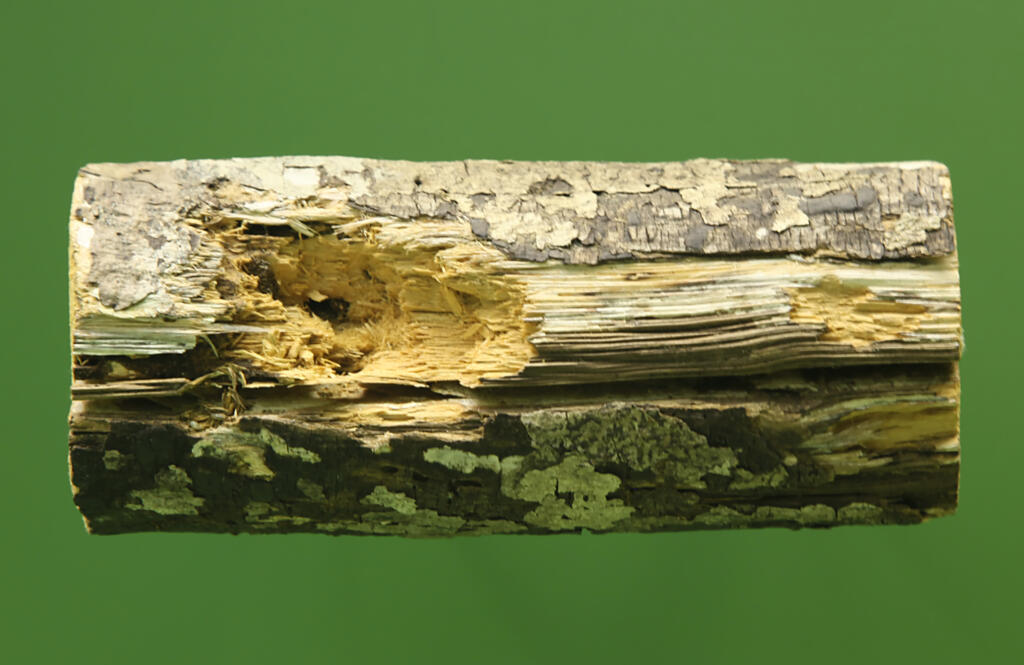 Gnawed_limb,_Daubentonia_madagascariensis