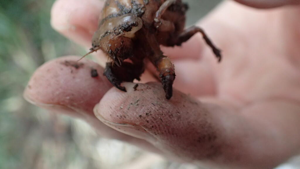 アブラゼミの幼虫