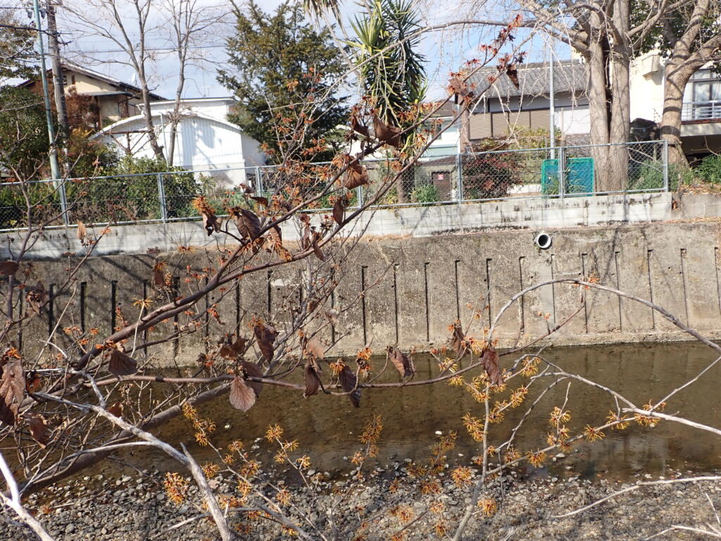 マンサクの花