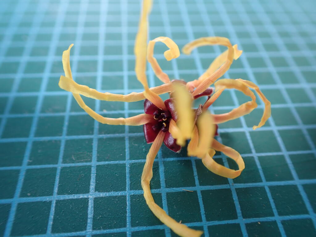 マンサクの花