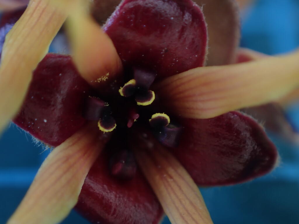 マンサクの花