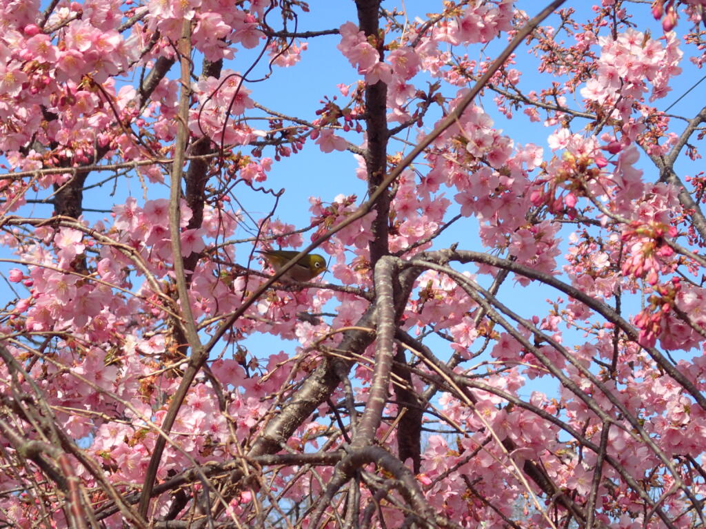 サクラの花