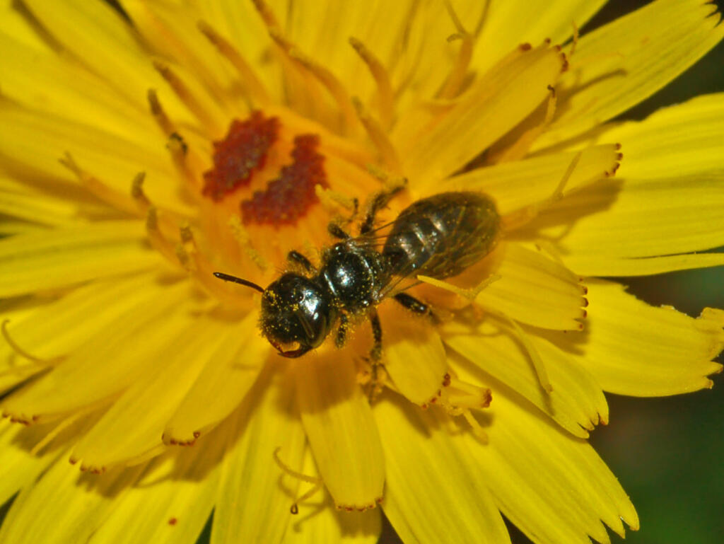 Andrenidae_-_Panurgus_sp.