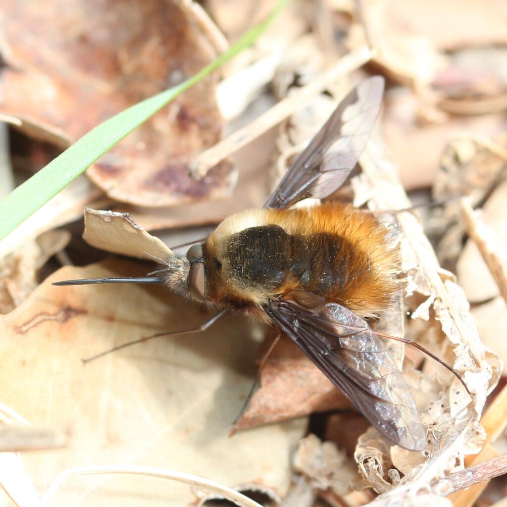 Bombylius_major