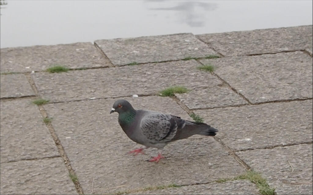 ハトの歩き方