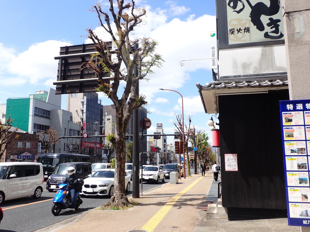 ケヤキの街路樹
