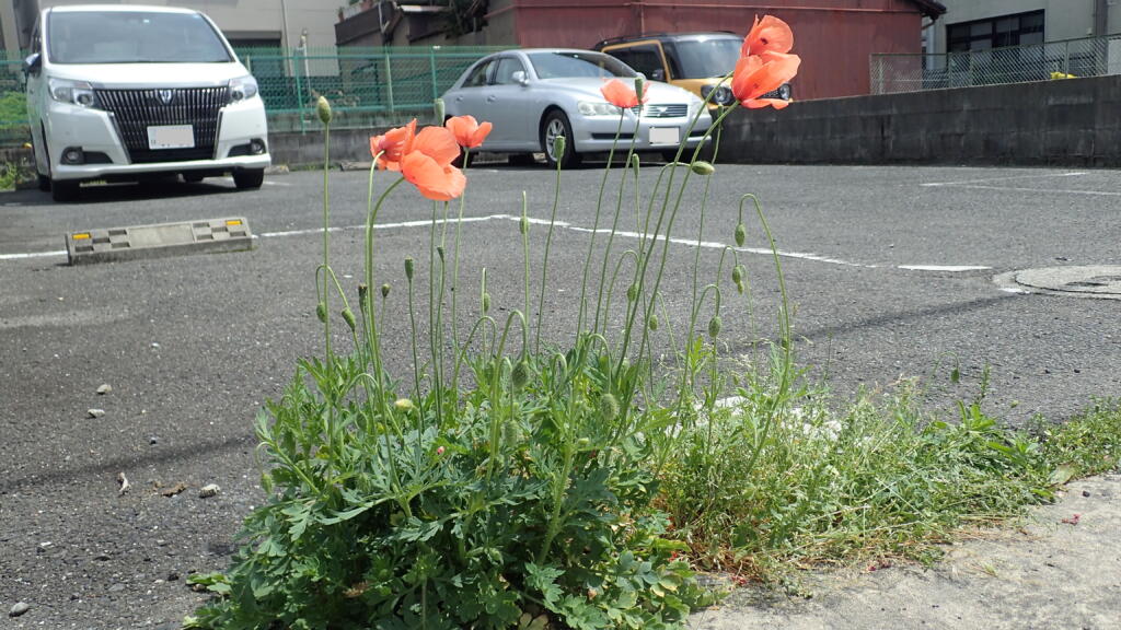 ナガミヒナゲシ