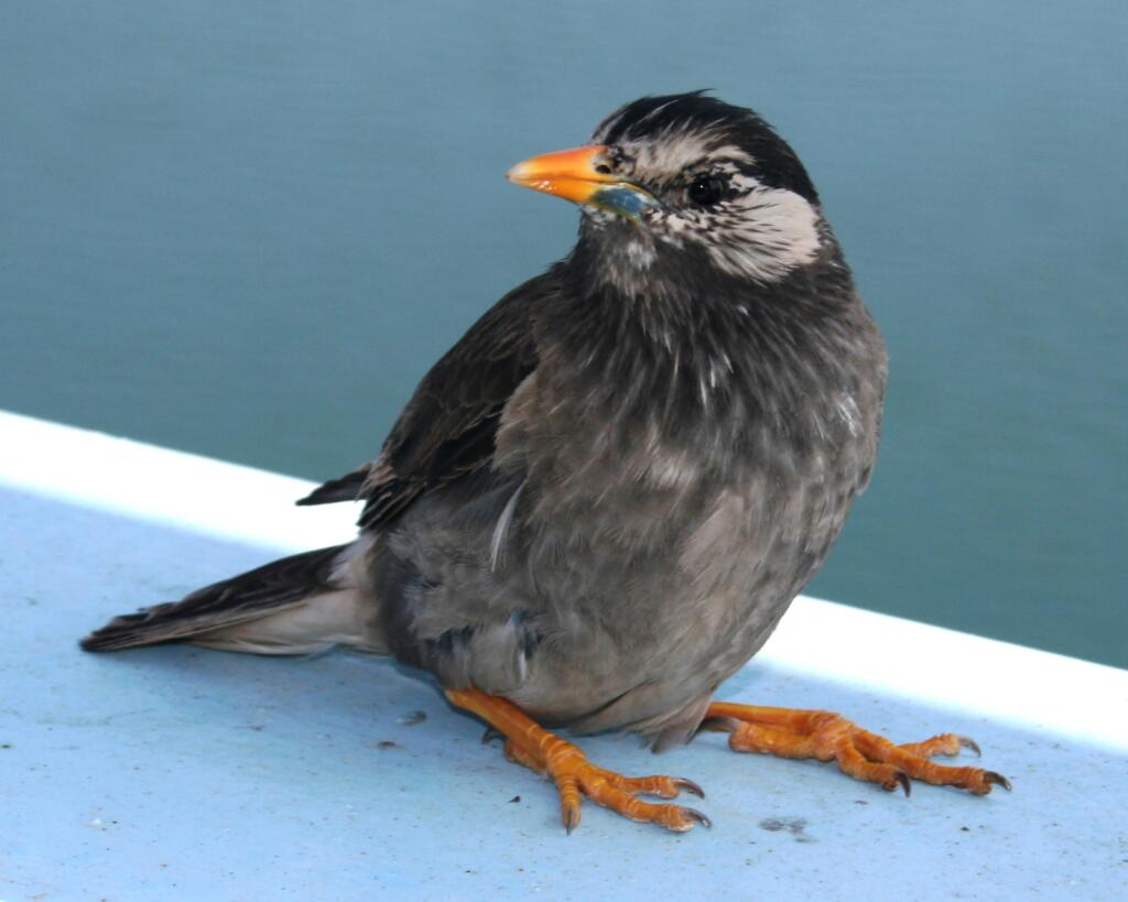 Spodiopsar_cineraceus