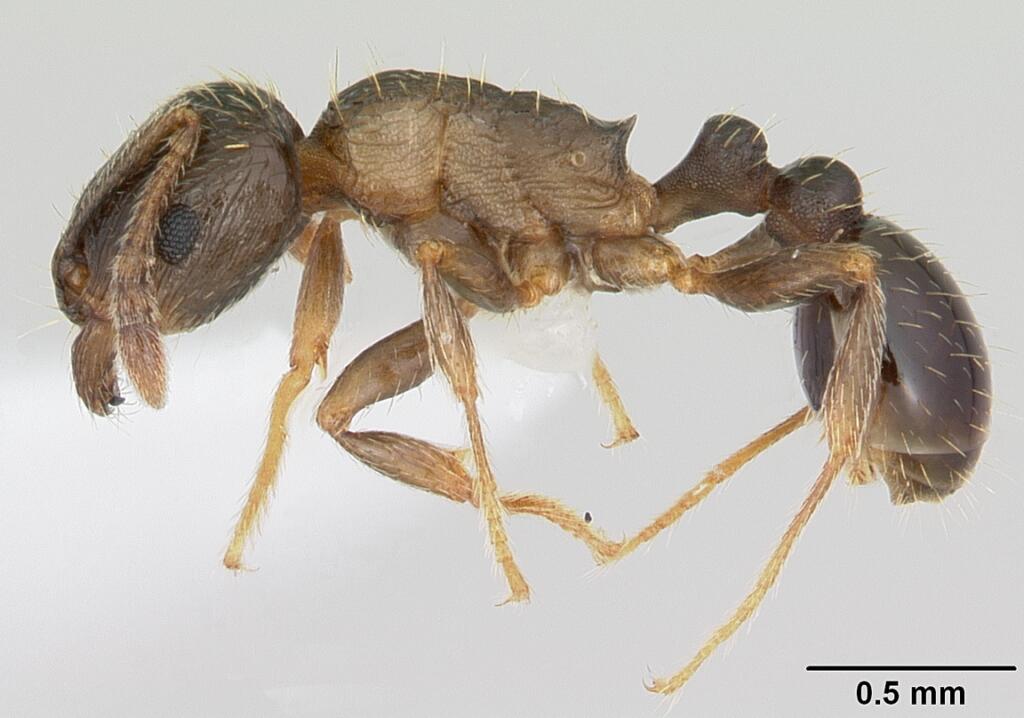Tetramorium_tsushimae_casent0103102_profile_1