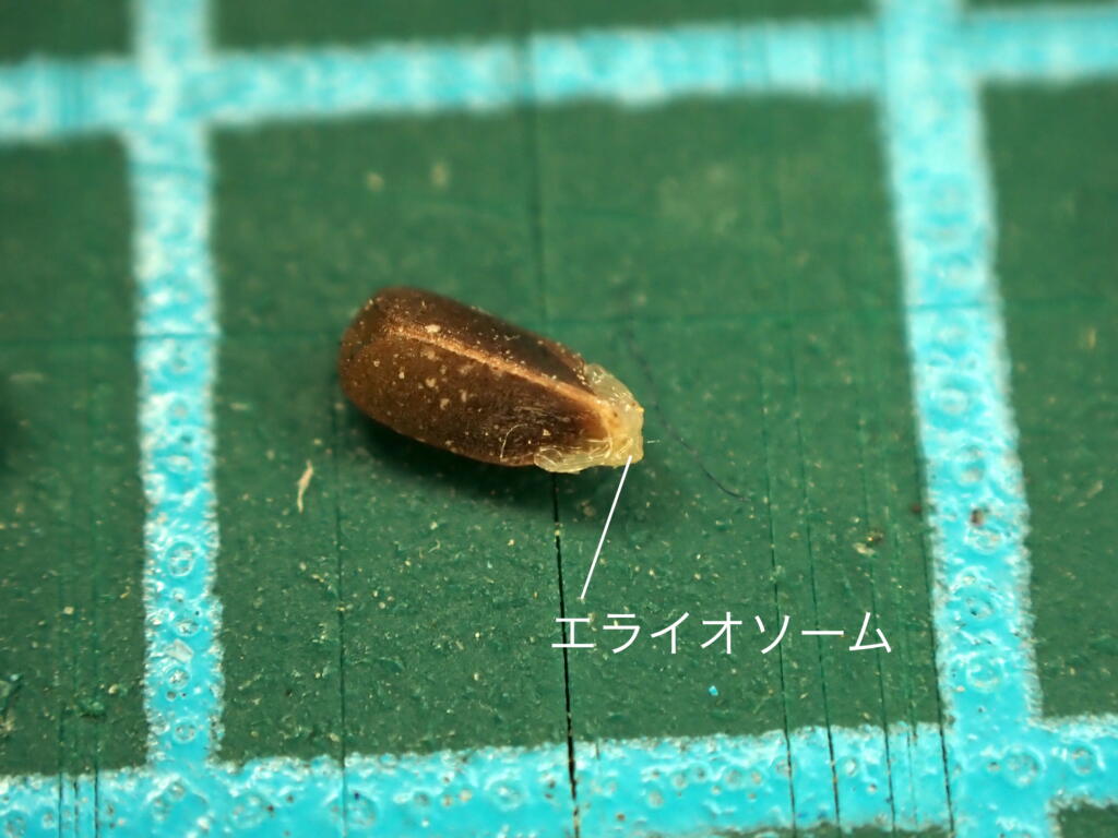 ホトケノザの種子