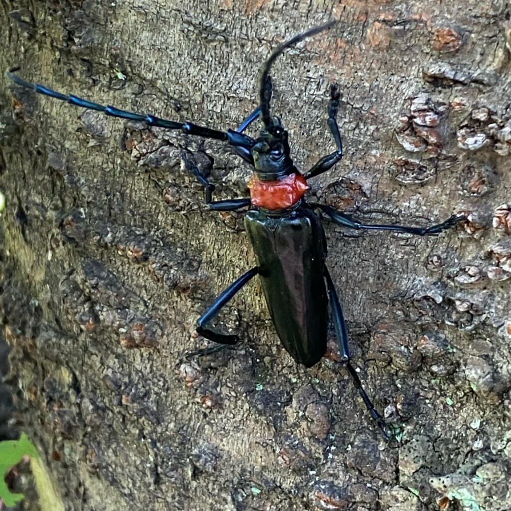 クビアカツヤカミキリ