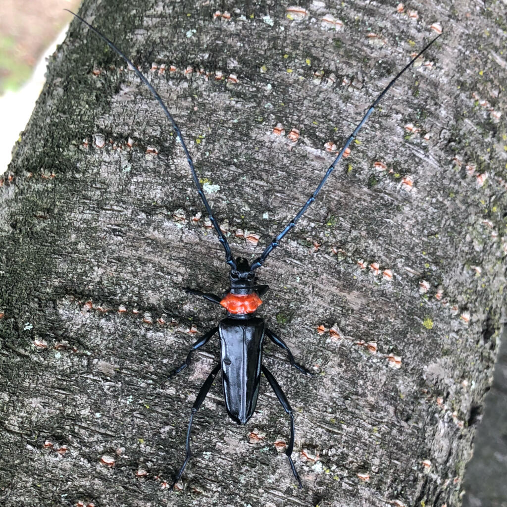 クビアカツヤカミキリ