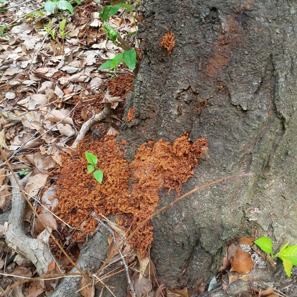 クビアカツヤカミキリのフラス