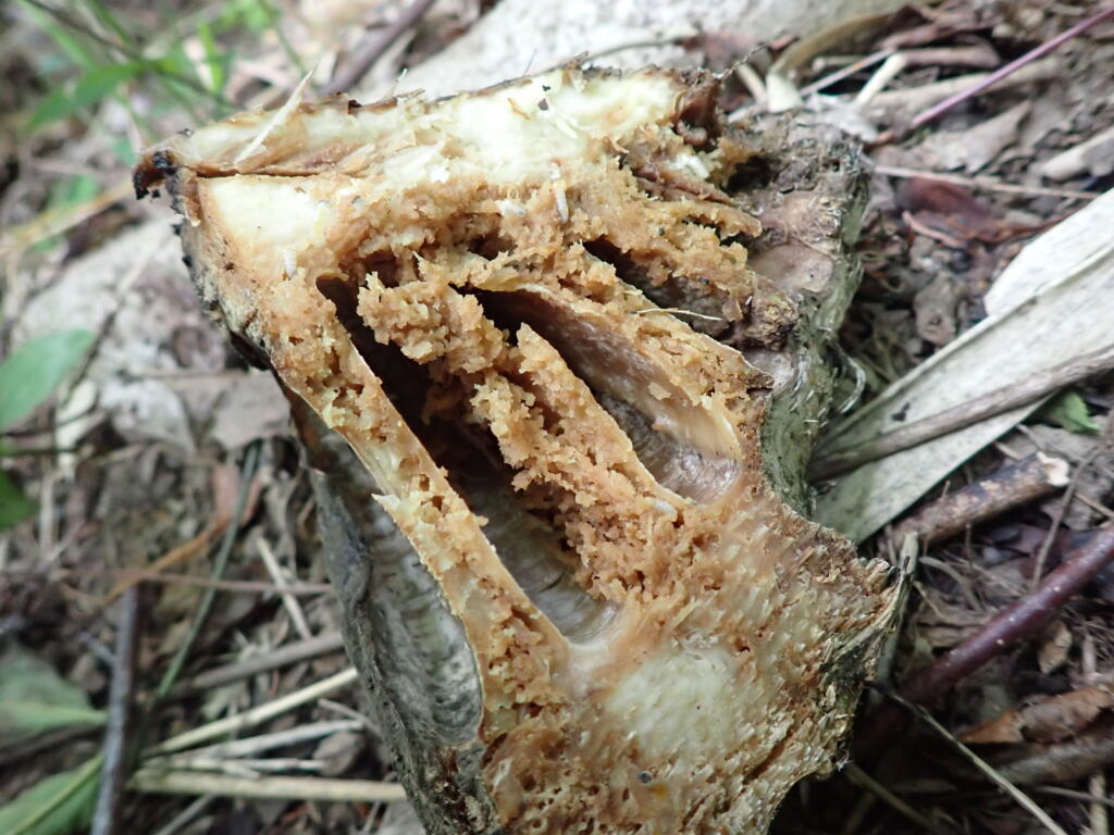 タケノコのウジ