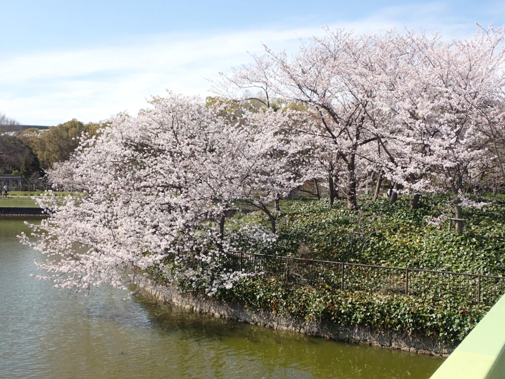 サクラ