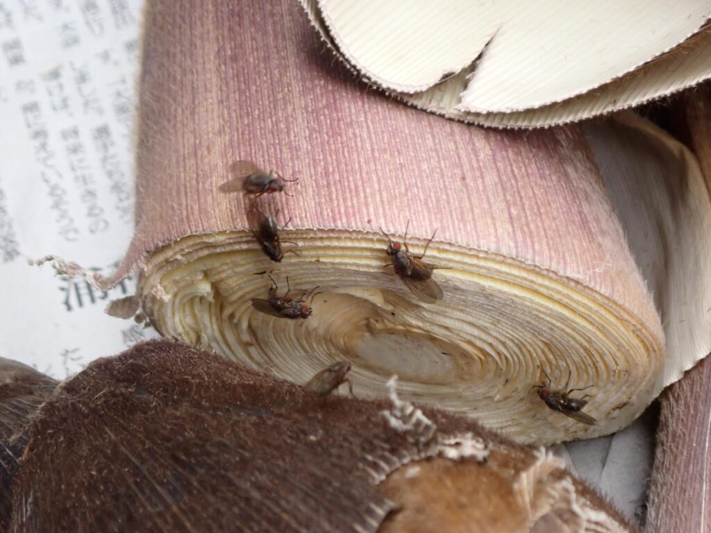 タケノコに集まったハエ