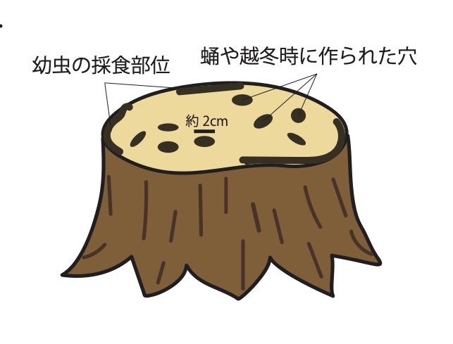 切り株