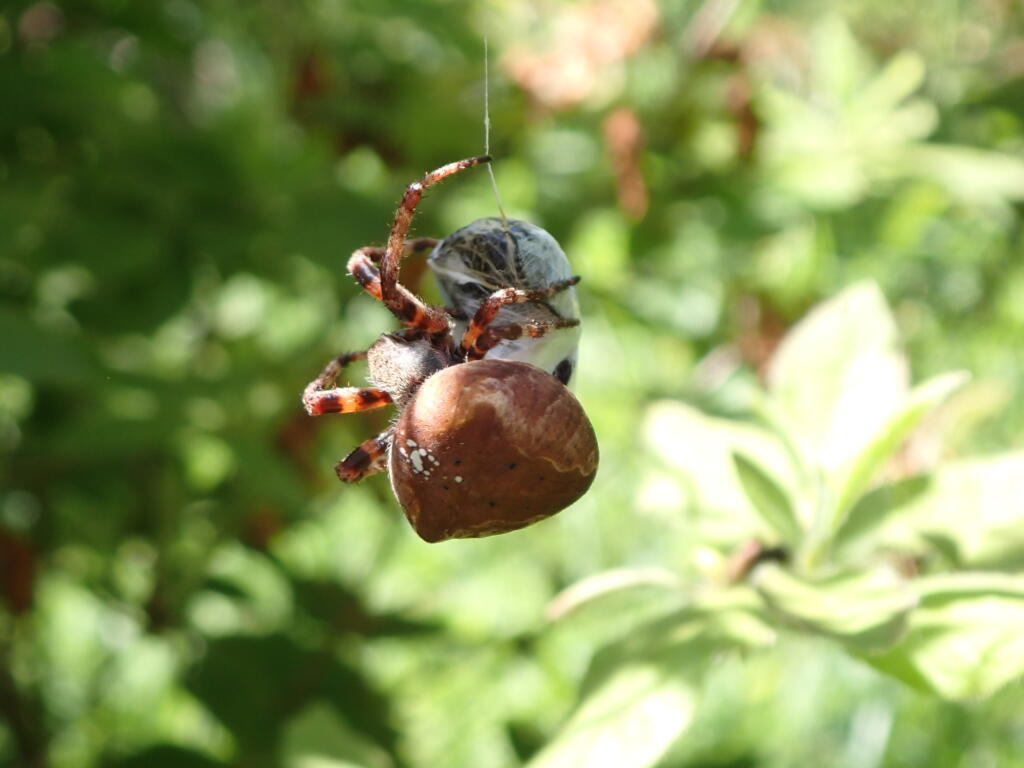 オニグモ