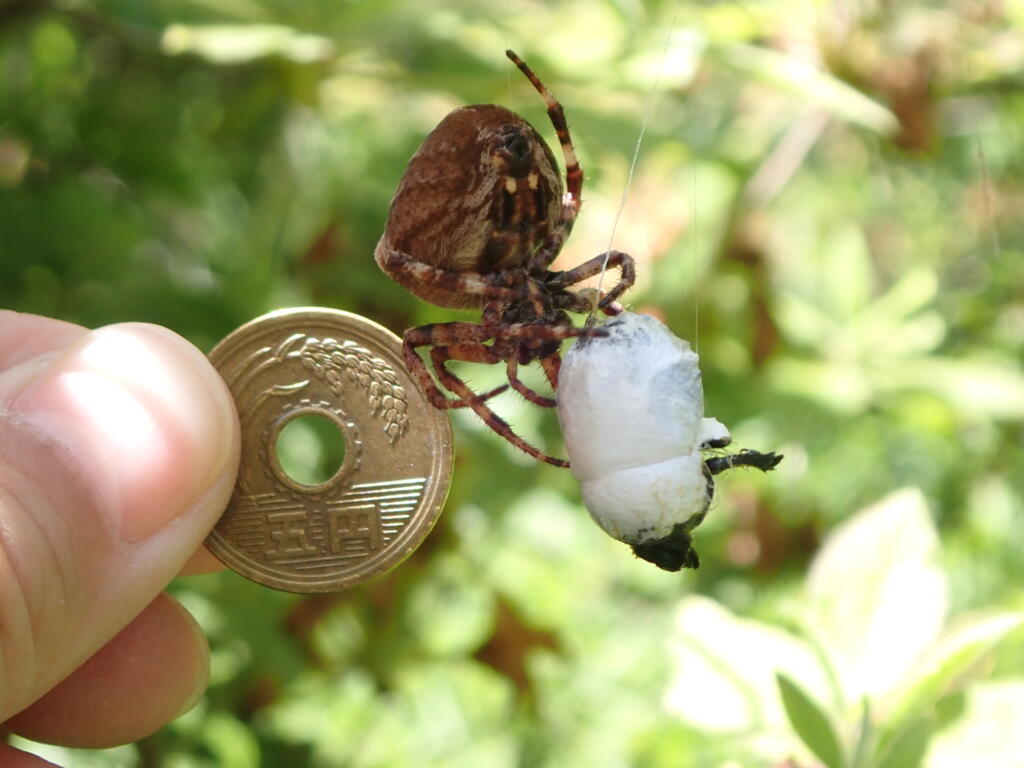 オニグモ
