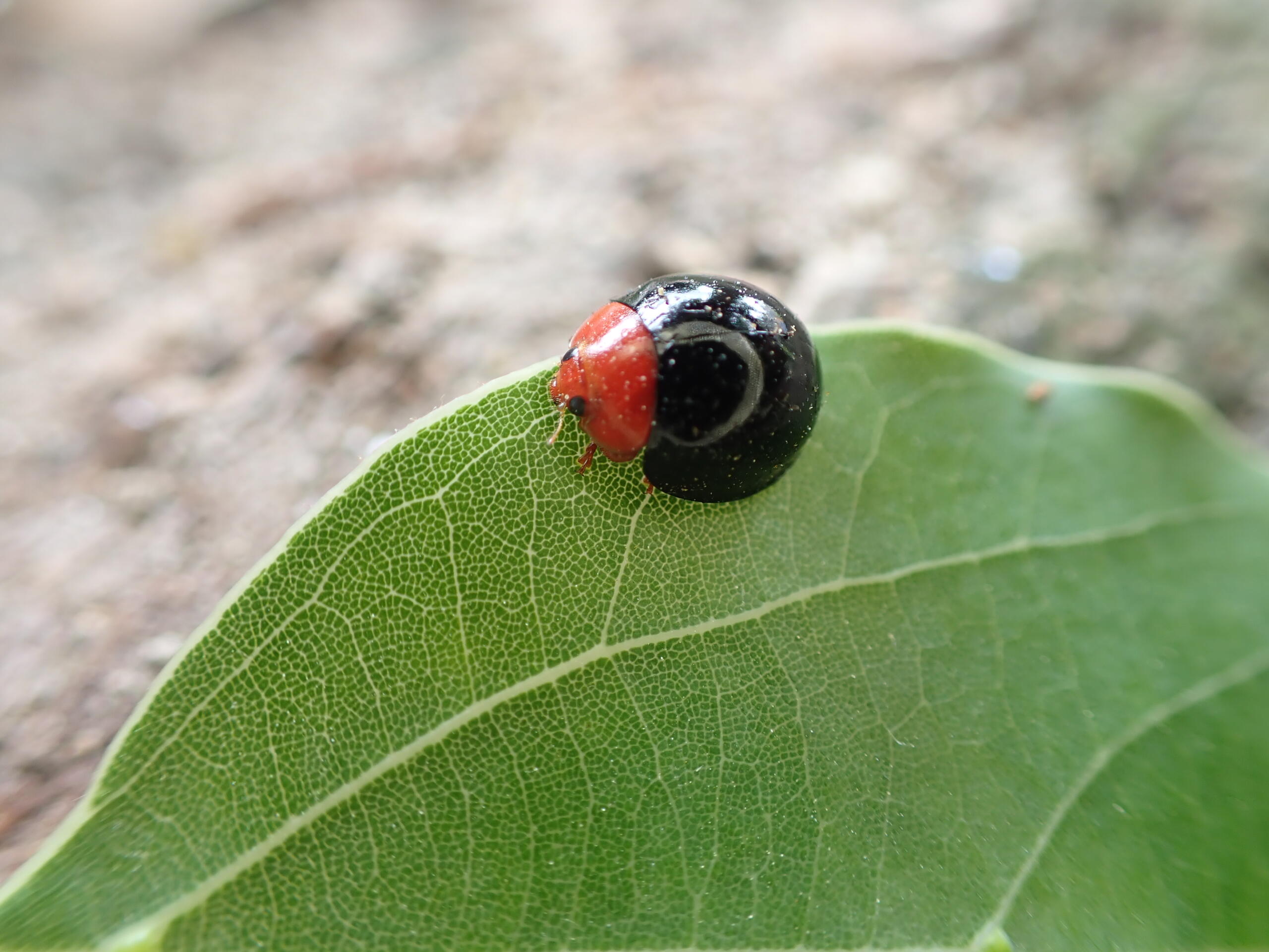 てんとう虫 クビアカツヤカミキリみたいなテントウムシ - いきもの発見日和
