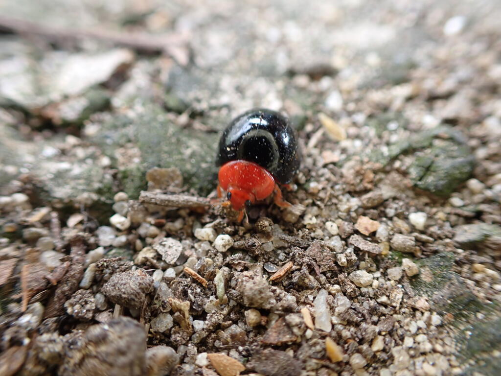 ムネアカオオクロテントウ