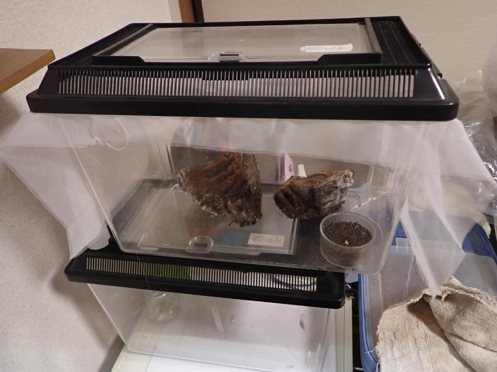 タケノコに集まったハエの飼育