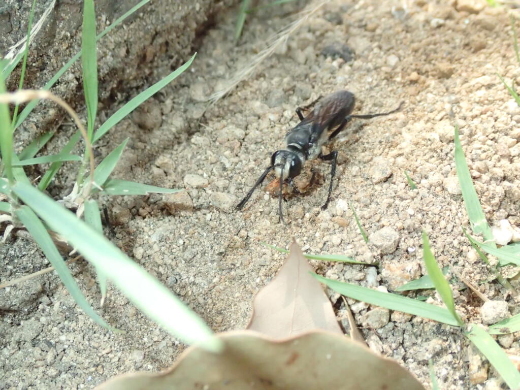 クロアナバチ