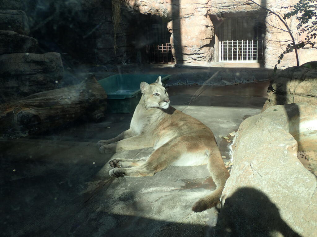 ピューマ