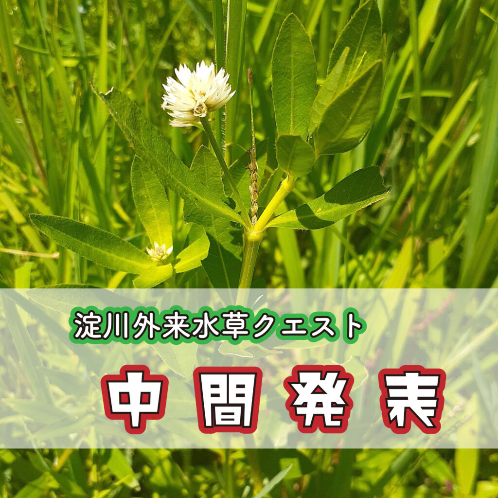 【建設技術研究所×バイオーム】淀川外来水草クエスト中間発表