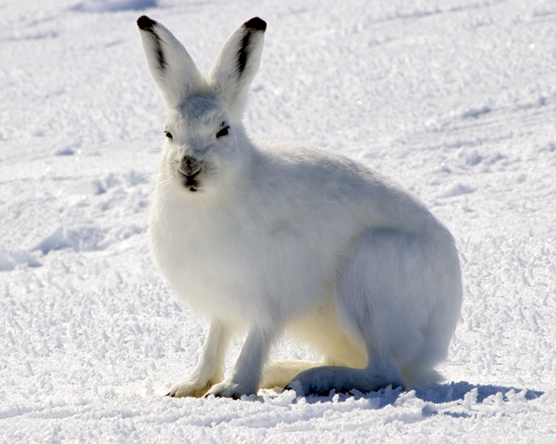 Arctic_Hare_1 (1)