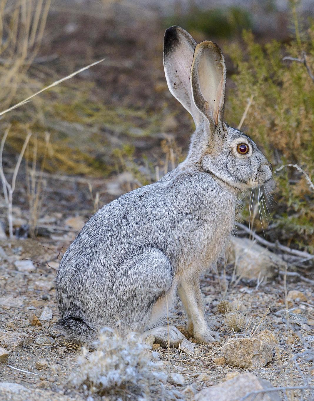 Black-tailed_jackrabbit_(Lepus_californicus)_(31100880715)